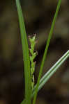 Ravine sedge